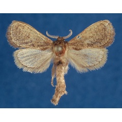 /filer/webapps/moths/media/images/I/ianrobertsoni_Lebedodes_HT_NHMO_iBQD9Kb.jpg