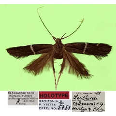 /filer/webapps/moths/media/images/R/rabenoroi_Lecithocera_HT_MNHN.jpg