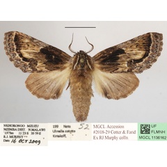 /filer/webapps/moths/media/images/C/cotytto_Ulinella_A_MGCLa_01.JPG