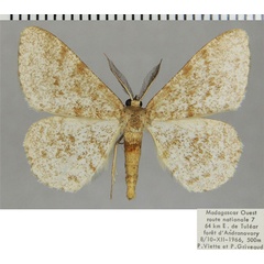 /filer/webapps/moths/media/images/S/suffusata_Colocleora_AM_ZSMa.jpg