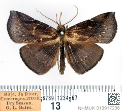 /filer/webapps/moths/media/images/C/coerulescens_Aburina_AM_BMNH.jpg