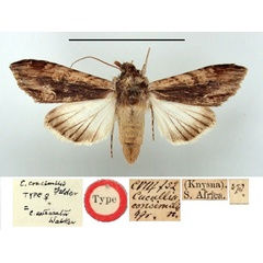 /filer/webapps/moths/media/images/C/consimilis_Cucullia_HT_BMNH.jpg