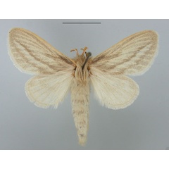 /filer/webapps/moths/media/images/J/jordani_Beralade_AF_TMSA_02.jpg