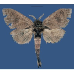 /filer/webapps/moths/media/images/A/analameranaensis_Saalmulleria_HT_MNHN.jpg
