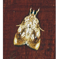 /filer/webapps/moths/media/images/P/pavonana_Crocidolomia_A_Roland_01.jpg