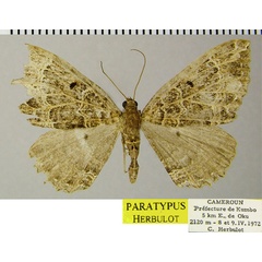 /filer/webapps/moths/media/images/P/peracuta_Ctenaulis_PTF_ZSM.jpg