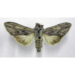 /filer/webapps/moths/media/images/D/daedalis_Cucullia_AT_TMSA.jpg