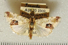 Acontia opalinoides