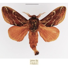 /filer/webapps/moths/media/images/B/bifascia_Eutricha_AM_TMSA_01.jpg