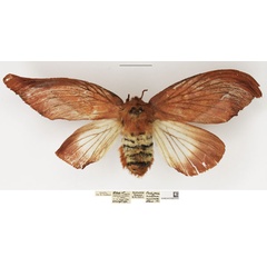 /filer/webapps/moths/media/images/M/mesoleuca_Pallastica_AF_NHMUK.jpg