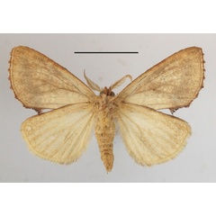 /filer/webapps/moths/media/images/A/argyrophora_Baliopteryx_A_MGCLb_01.JPG