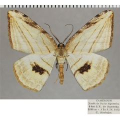 /filer/webapps/moths/media/images/C/convergens_Pigiopsis_AM_ZSMa.jpg