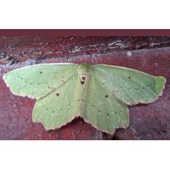 /filer/webapps/moths/media/images/I/illacerata_Dolosis_A_Grobler.jpeg