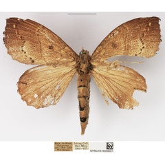 /filer/webapps/moths/media/images/D/dolichoprygma_Leipoxais_AF_NHMUK.jpg