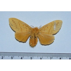 /filer/webapps/moths/media/images/I/imparilis_Chrysopsyche_A_Goff_01.jpg