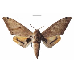 /filer/webapps/moths/media/images/A/admatha_Pseudoclanis_AM_EMEM_02a.jpg