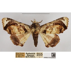 /filer/webapps/moths/media/images/G/griveaudi_Eutelia_AM_NHMUK.jpg