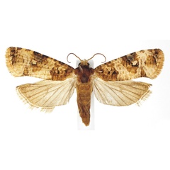 /filer/webapps/moths/media/images/S/scorpiodes_Lobesia_AM_ISEA.jpg