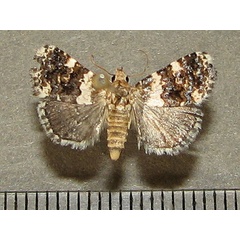 /filer/webapps/moths/media/images/A/argyrogramma_Ozarba_A_Goff_01.jpg