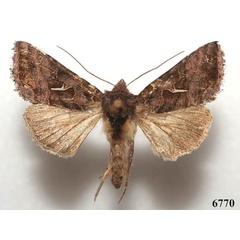 /filer/webapps/moths/media/images/M/mulunga_Thysanoplusia_A_Legrain.jpg