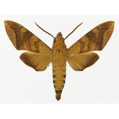 /filer/webapps/moths/media/images/C/comma_Nephele_AM_Basquin_02a.jpg