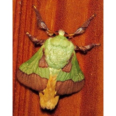 /filer/webapps/moths/media/images/L/latistriga_Latoia_A_Braun_07.jpg