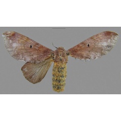 /filer/webapps/moths/media/images/J/jaredkrameri_Gastroplakaeis_PTF_CMNH.jpg