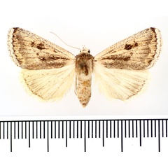 /filer/webapps/moths/media/images/S/straminea_Anumeta_AF_BMNH.jpg