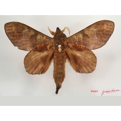 /filer/webapps/moths/media/images/P/producta_Catalebeda_A_Alberta_01.jpg