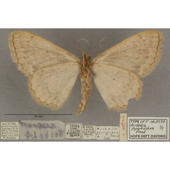 /filer/webapps/moths/media/images/P/pyrrhochra_Scopula_PTF_OUMNHb_01.jpg