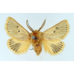 /filer/webapps/moths/media/images/C/chrysaspis_Natada_AM_TMSA_01.jpg