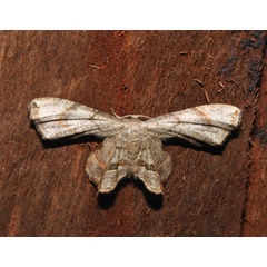 /filer/webapps/moths/media/images/R/reducta_Epiplema_A_Roland_01.jpg