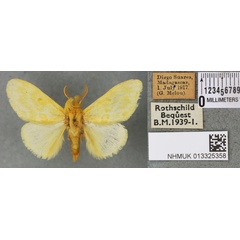 /filer/webapps/moths/media/images/F/frigidior_Euproctis_PTM_BMNH_02a.jpg