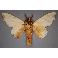 /filer/webapps/moths/media/images/R/regalis_Hypotrabala_HT_RMCAb.jpg
