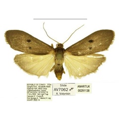 /filer/webapps/moths/media/images/M/mesosticta_Crocosia_AM_ANHRT.jpg