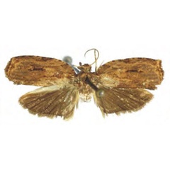 /filer/webapps/moths/media/images/G/ghesquieri_Congancylis_HT_RMCA.jpg