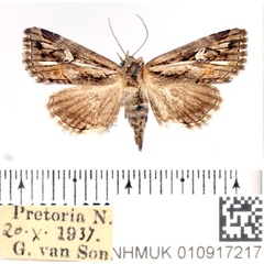 /filer/webapps/moths/media/images/O/opsiphora_Phytometra_AM_BMNH.jpg