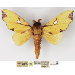 /filer/webapps/moths/media/images/R/regalis_Hypotrabala_PTM_NHMUK_02.jpg