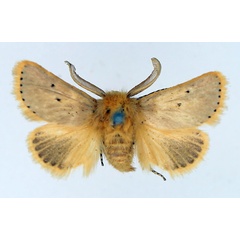 /filer/webapps/moths/media/images/C/chrysaspis_Natada_AM_TMSA_02.jpg