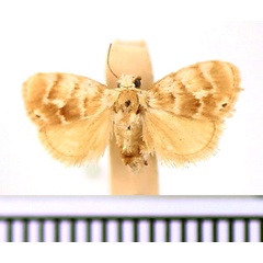 /filer/webapps/moths/media/images/A/argenteobrunnea_Niphadolepis_AM_BMNH.jpg