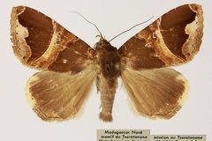 Achaea lenzi