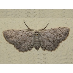 /filer/webapps/moths/media/images/A/accentuata_Eulycia_A_Grobler_02.jpg