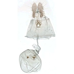 /filer/webapps/moths/media/images/A/auromarginea_Simpligena_GFPT_NHMO.jpg