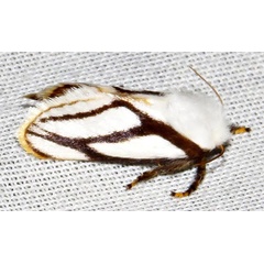 /filer/webapps/moths/media/images/I/invitabilis_Parapluda_M_Braun_13.jpg