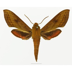 /filer/webapps/moths/media/images/T/talboti_Hippotion_AF_Basquin_01a.jpg