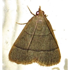 /filer/webapps/moths/media/images/N/nostralis_Hypsopygia_A_Braun_11.jpg