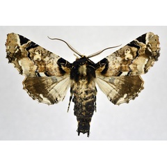/filer/webapps/moths/media/images/B/bowkerii_Eutelia_AM_NHMO.jpg
