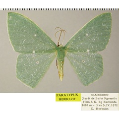 /filer/webapps/moths/media/images/P/permagna_Prasinocyma_PTF_ZSM.jpg