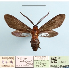 /filer/webapps/moths/media/images/R/rufidorsis_Saliunca_A_MGCLa_01.JPG