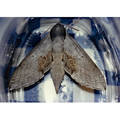 /filer/webapps/moths/media/images/R/rosae_Hippotion_A_Roland_01_gAsPDdX.jpg